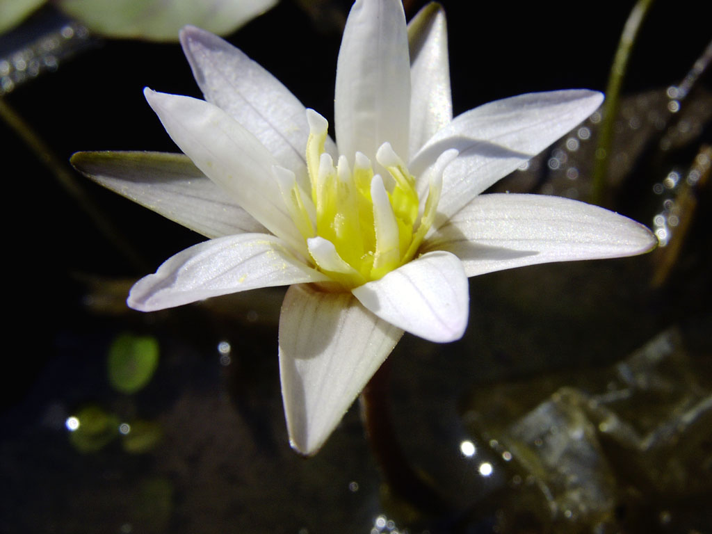 Nymphaea minuta Sep 30 05 Image008